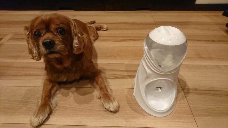 犬用自動餌やり機|ダメ元でもう一回だけ挑戦してみました