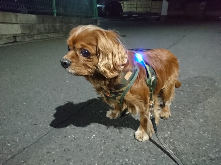 『毎日散歩』サプリで犬の健康な関節、肥満防止をサポートする。
