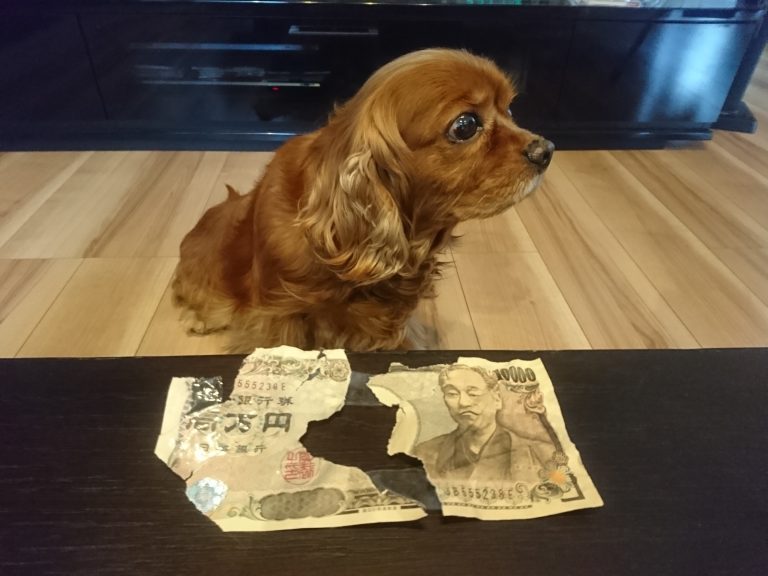 金食い虫ならぬ「金食い犬」コジロウ参上!!