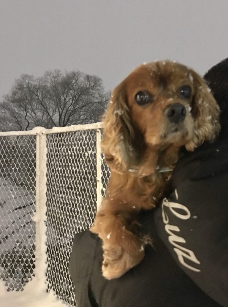 関東は雪!!犬は喜び遊びますがコジロウはイマイチだった理由とは?!