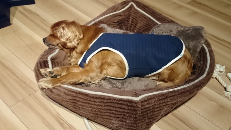 犬は飛行機の気圧の変化に耐えられるのか?てんかん?耳、心臓大丈夫?