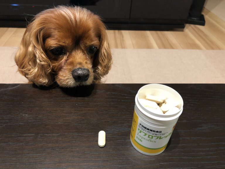犬用関節サプリを食べない・・・人間用なら食べた?このサプリの効果は?!