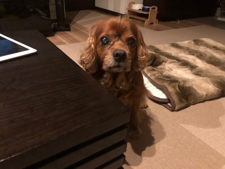シニア犬コジロウ明後日で11歳。人間の年齢で言うと・・・