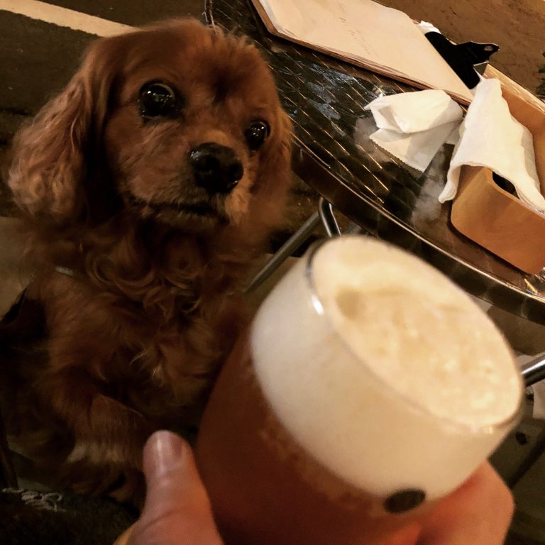 11歳の誕生祭、シニア犬コジロウとカフェに行く。