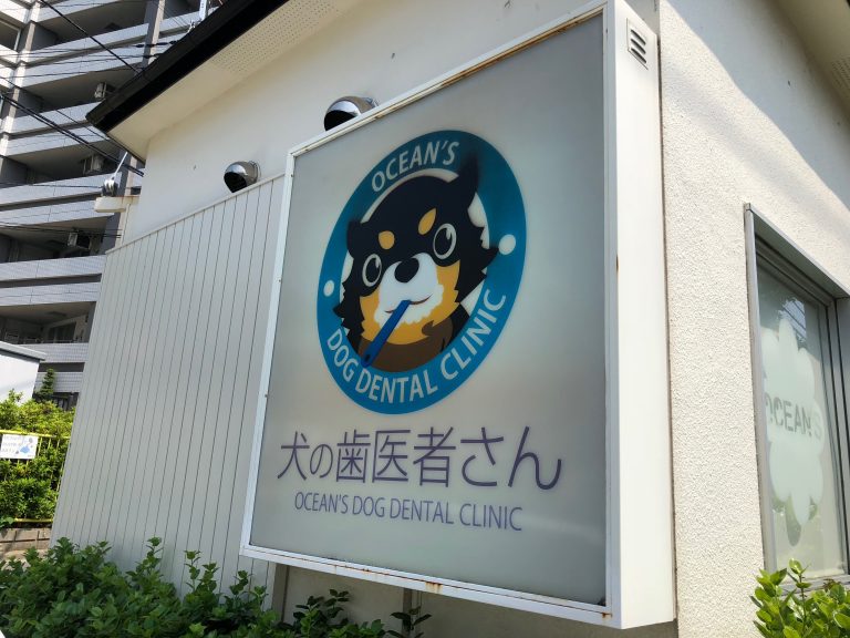 犬専用の歯医者さん。コジロウ歯周病チェックして治す!!【画像あり】