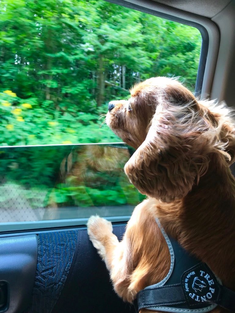 犬同伴OKの宿『ペンション ブルック』に泊まる!北海道旅行【ニセコ編】