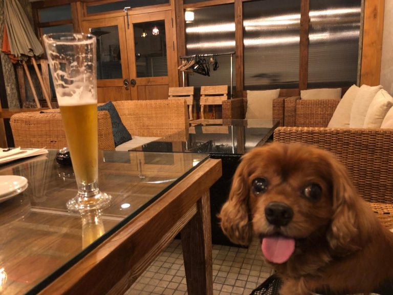 コジロウ12歳。犬OKのイタリアン『Asian Cafe Hiroz』で祝う!!