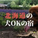 北海道のおすすめ犬と泊まれる宿