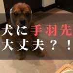 犬,手羽先,大丈夫