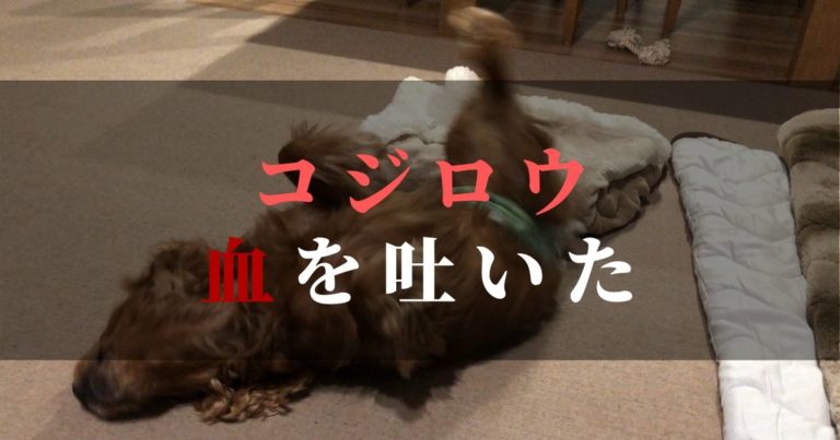 愛犬コジロウ嘔吐 しかもピンク色の血が混じる 注 画像あり