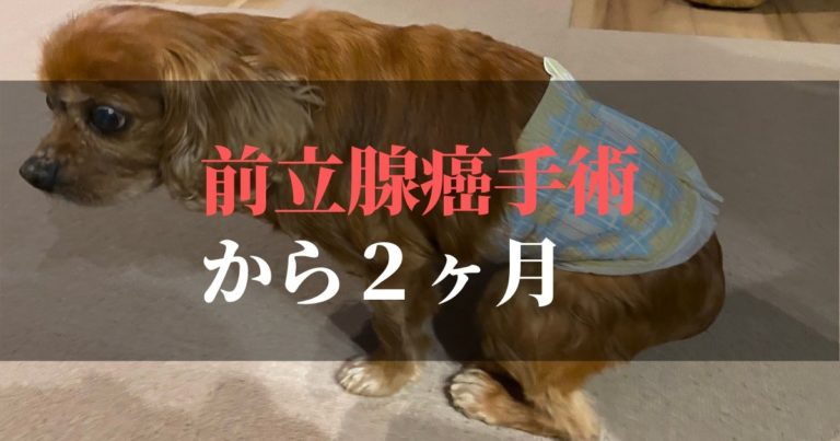 愛犬コジロウ | 前立腺癌摘出手術から2ヶ月:日々更新しています【克服の章】