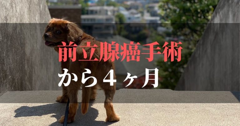 愛犬コジロウ | 前立腺癌摘出手術から4ヶ月:日々ブログ更新中【腫瘍撃退】