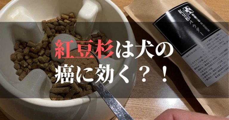 紅豆杉は犬の癌に効果があるのか!?【実際にコジロウも食べ始めました】