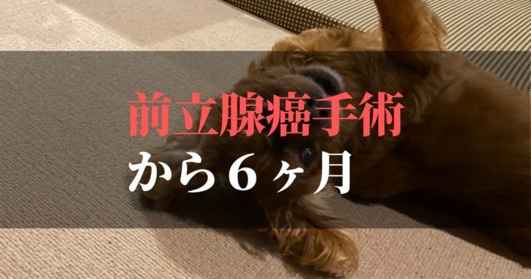愛犬コジロウ | 前立腺癌摘出手術から6ヶ月:日々ブログ更新中【腫瘍撃退】