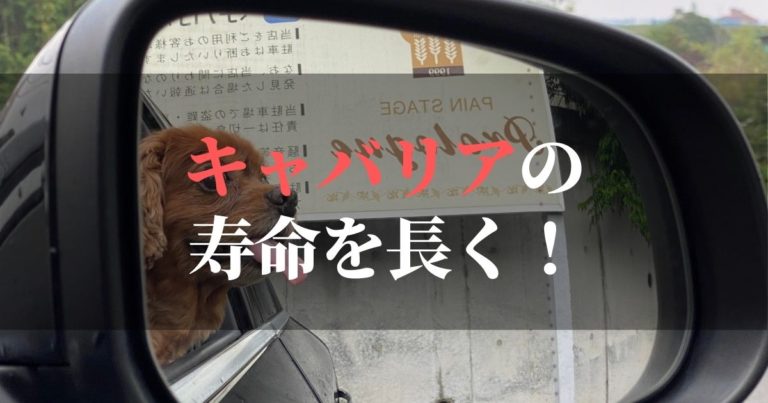 キャバリアは短命なのか?!【寿命を長くするために】