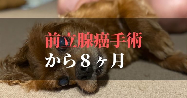 愛犬コジロウ | 前立腺癌摘出手術から8ヶ月:日々ブログ更新中【腫瘍撃退】