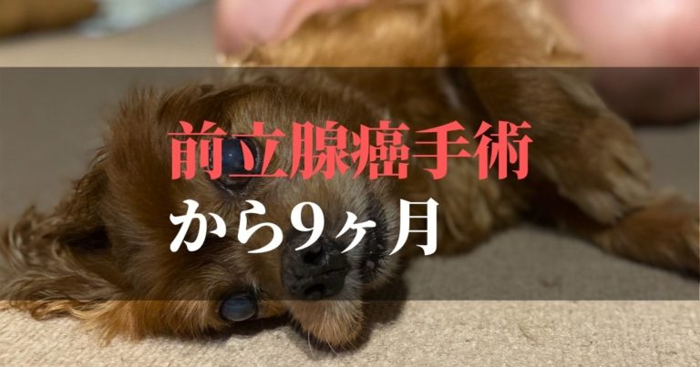 愛犬コジロウ | 前立腺癌摘出手術から9ヶ月:完治に向けてブログ発信中