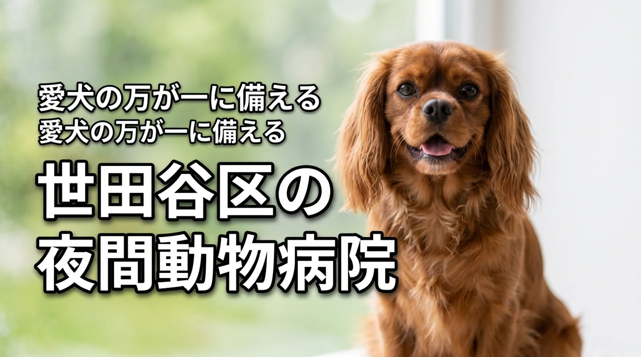 【東京都世田谷区】の動物病院で夜間対応OKはココ！愛犬の万が一のために要チェック！！