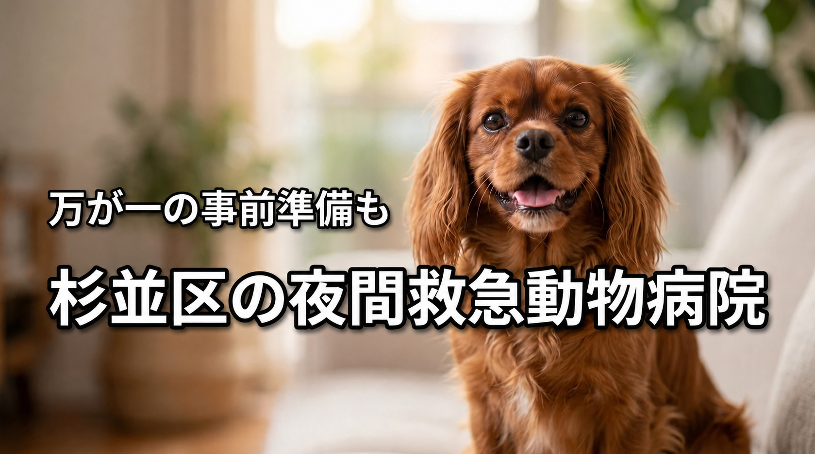 【東京都杉並区】の動物病院で夜間救急OKはココ！万が一の事前準備も含めて解説！