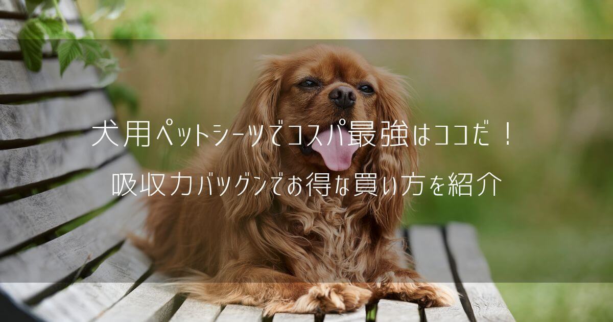 犬用ペットシーツでコスパ最強はココだ！吸収力バツグンでお得な買い方を紹介